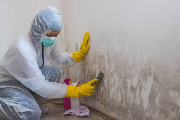 Best Mold Removal and Inspection  in Union Grove, WI