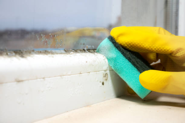 Best Mold Cleaning Services  in Union Grove, WI
