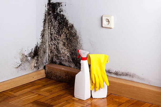 Best Certified Mold Removal  in Union Grove, WI